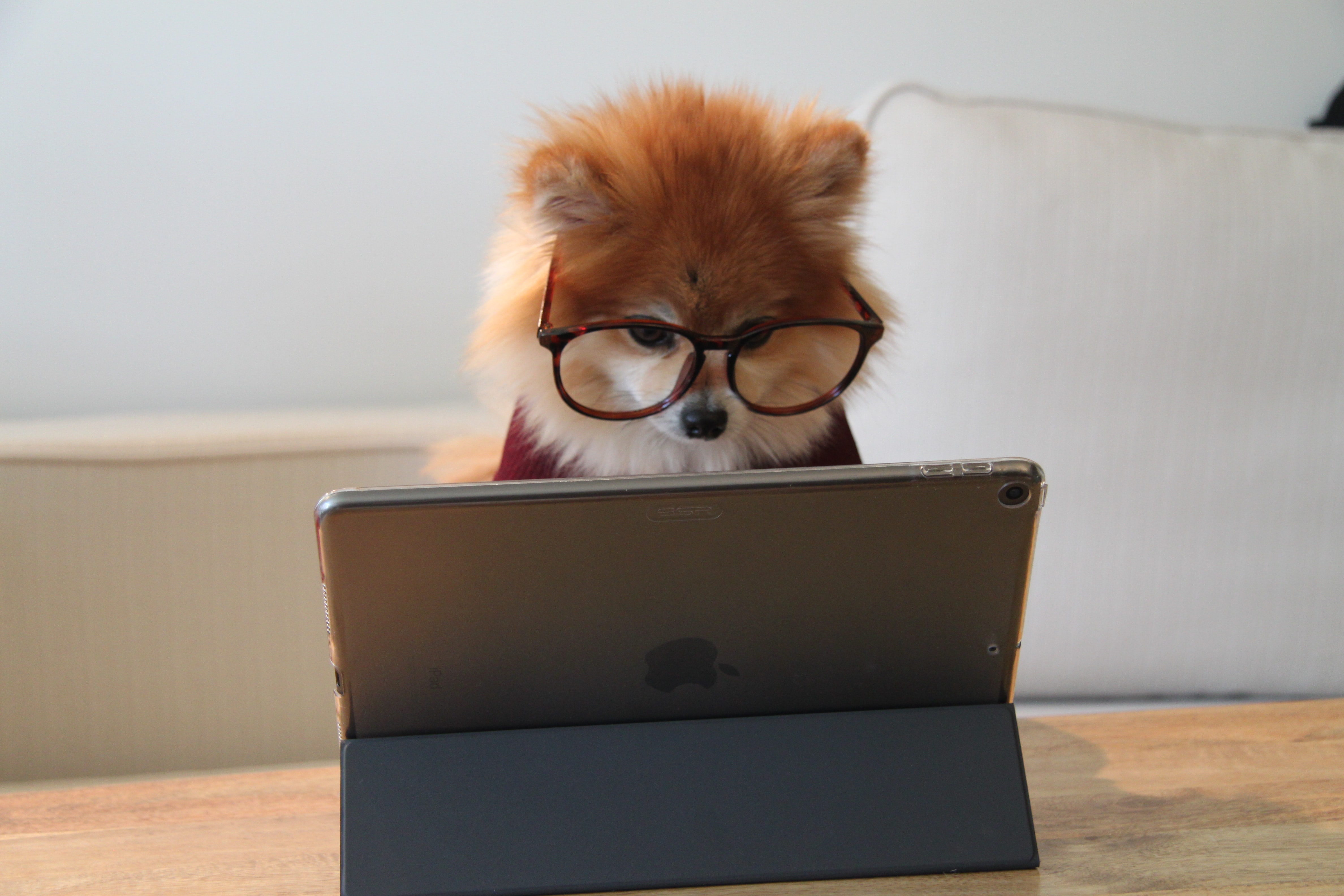 DogwithGlassesLaptop